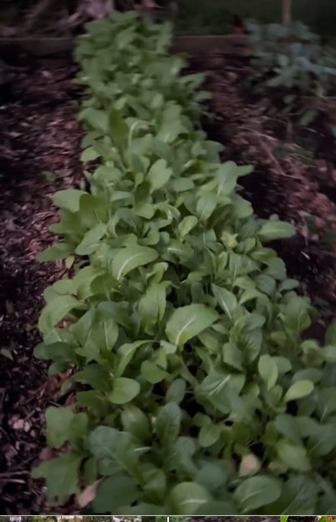 “Chinese” lettuce seeds