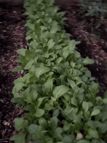 “Chinese” lettuce seeds