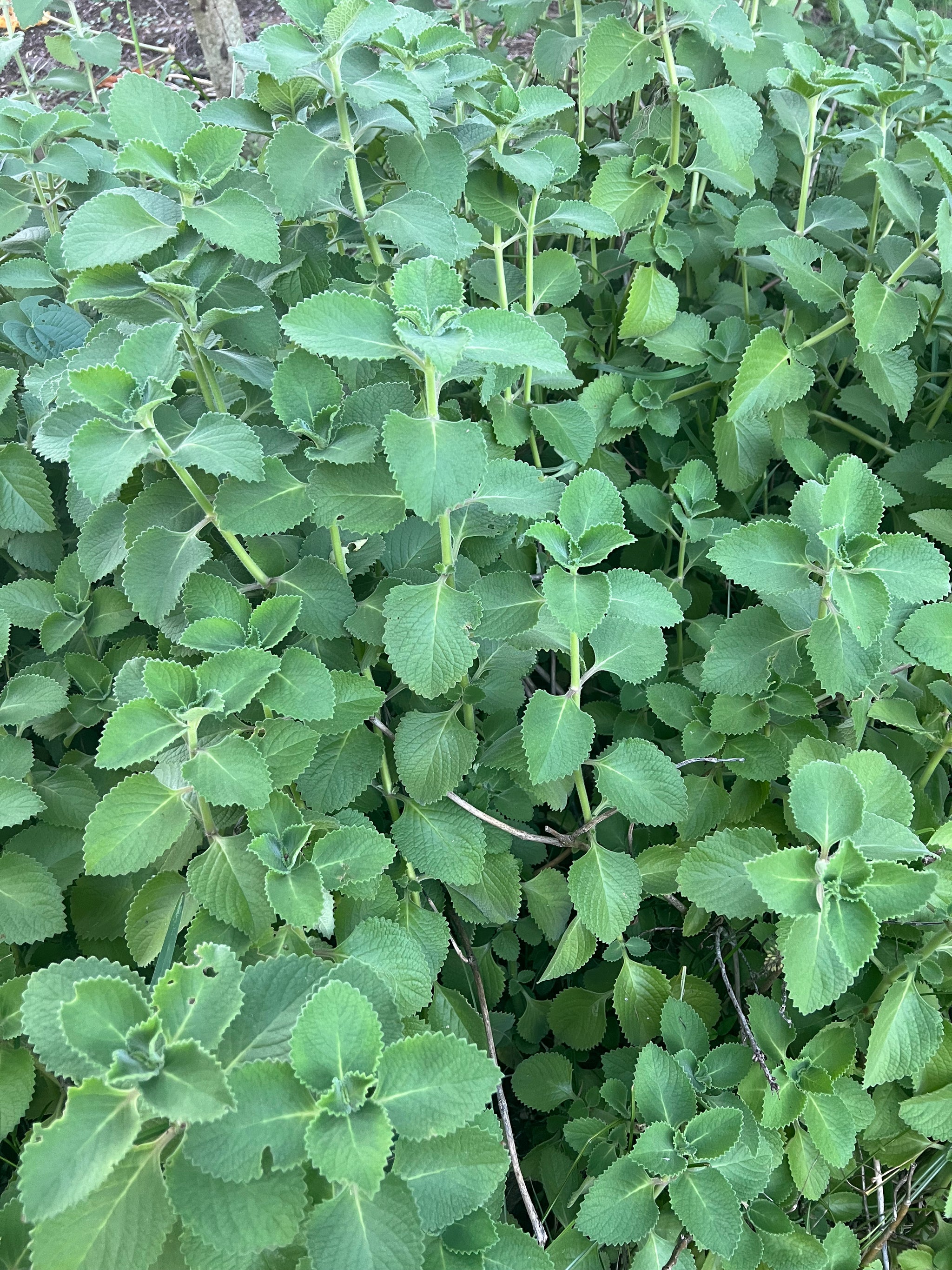 Cuban Oregano cuttings