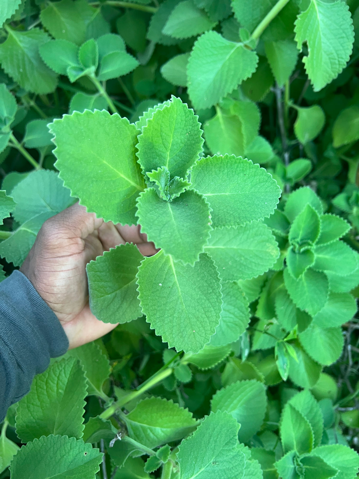Cuban Oregano cuttings