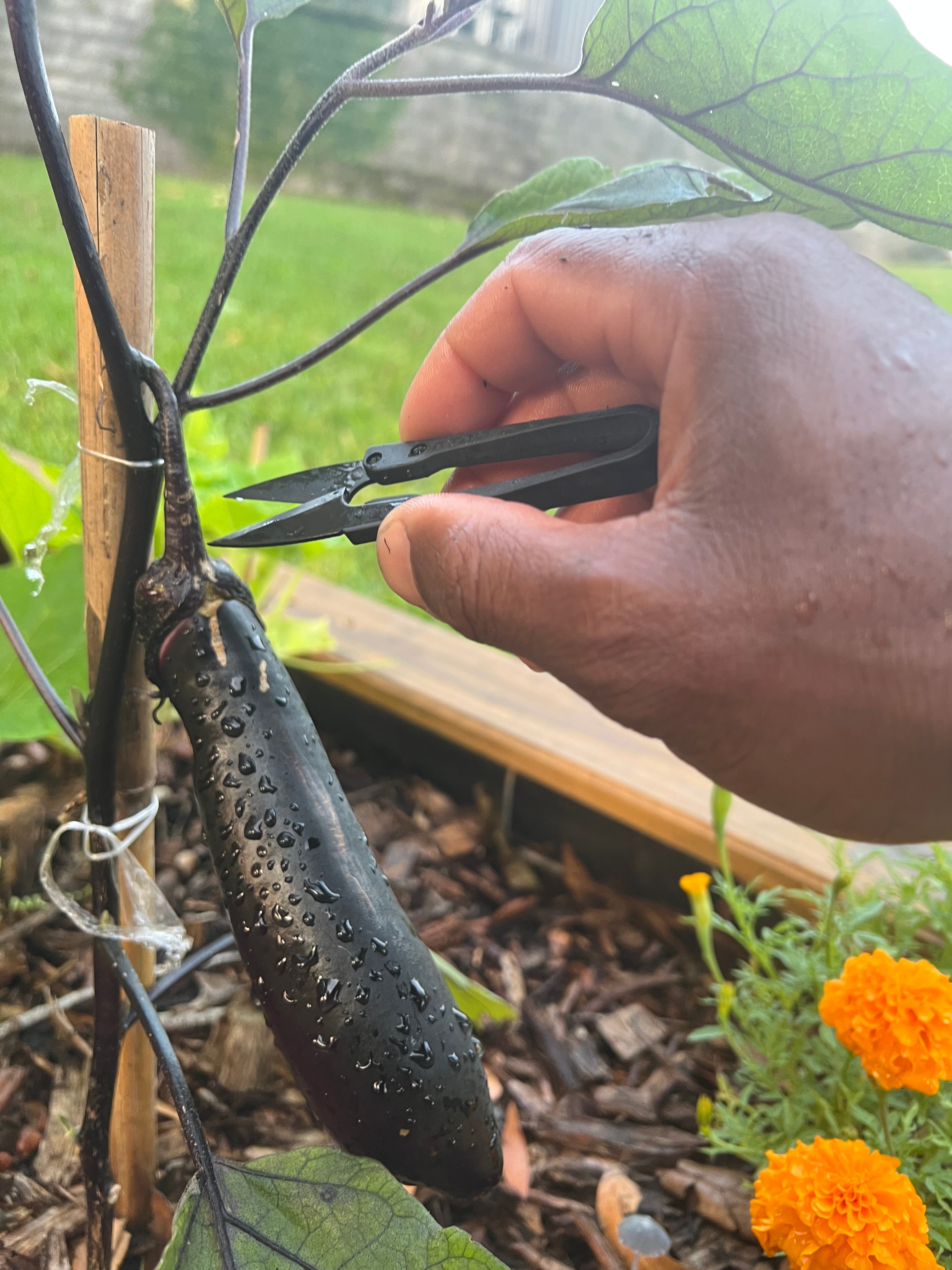 Mini Pruning and Harvesting Snips - Small - Ultra Sharp