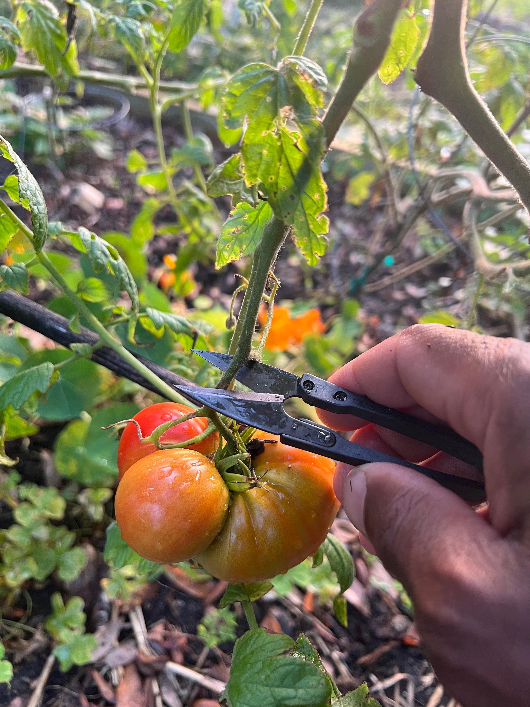 Mini Pruning and Harvesting Snips - Small - Ultra Sharp