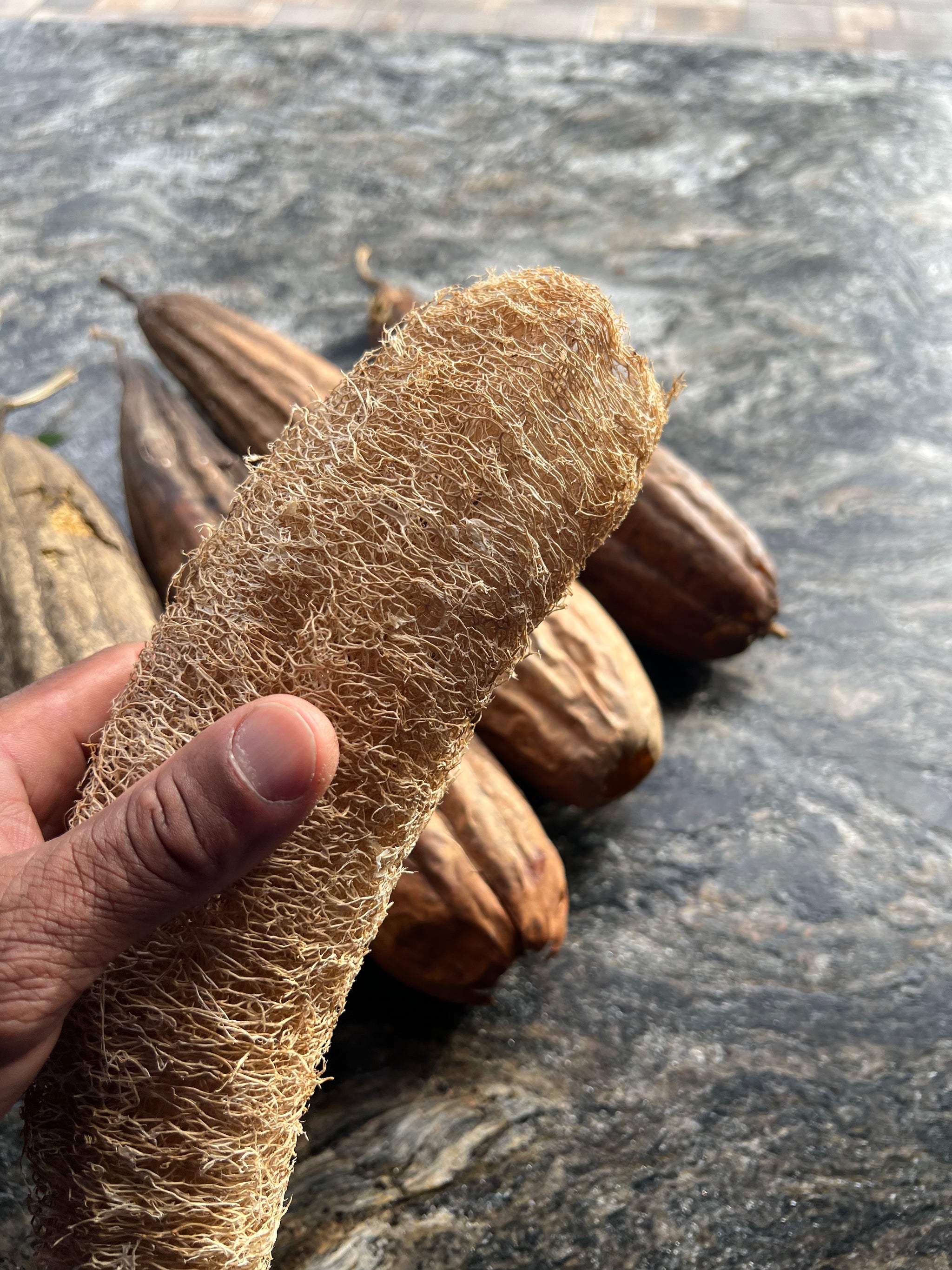 Loofa Seeds
