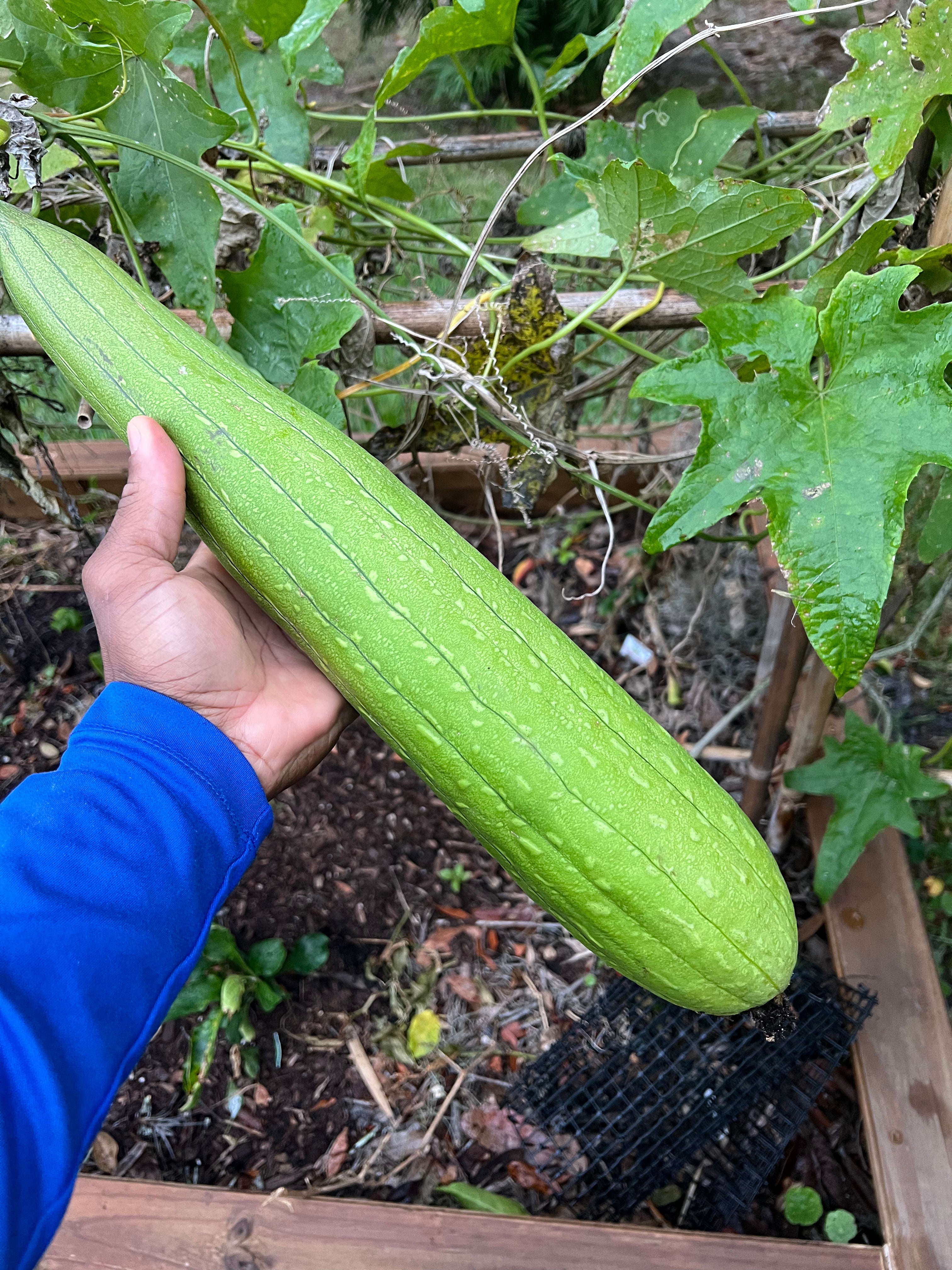 Loofa Seeds